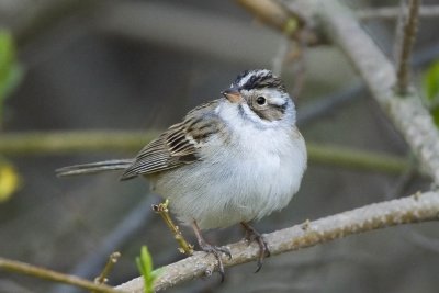 Clay-colored Sparrow