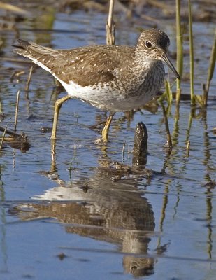 Solitary Sandpiper