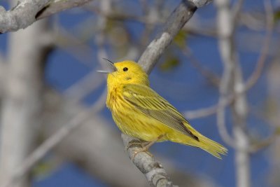 Yellow Warbler, male