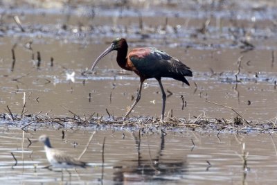 Glossy Ibis