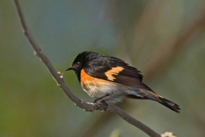 American Redstart