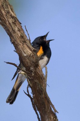 American Redstart