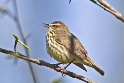 Northern Waterthrush