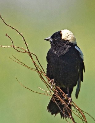 Bobolink