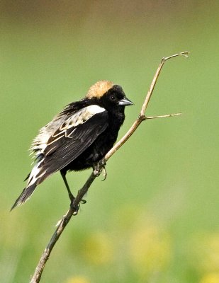 Bobolink