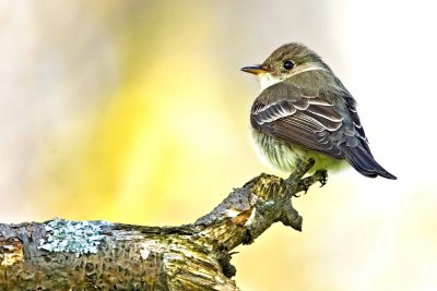 flycatchers