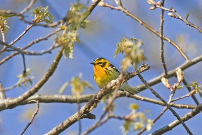 Blackburnian Warbler