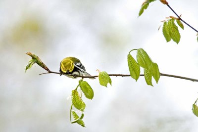 Black-throated Green Warbler