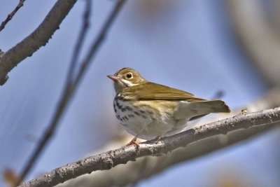 Ovenbird