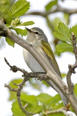 Tennessee Warbler