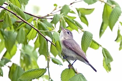 Warbling Vireo