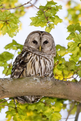 Barred Owl