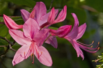 Pink Azalea (Rhododendron prinophyllum)