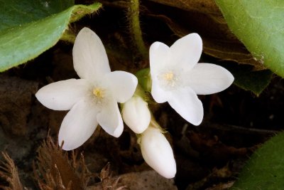 Trailing arbutus (Epigaea repens)