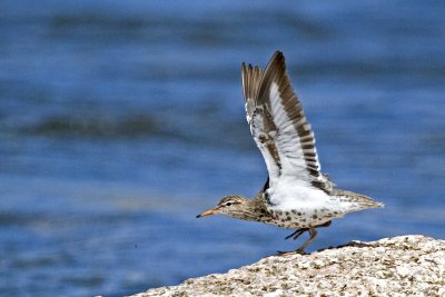 Spotted Sandpiper