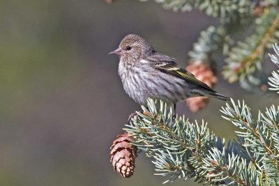 Pine Siskin