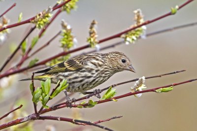 Pine Siskin