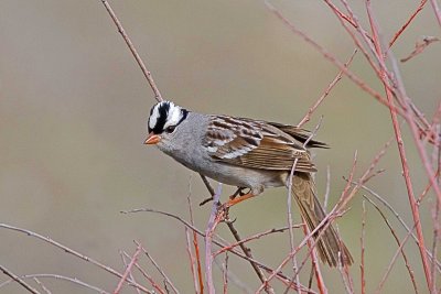 White-crowned Sparrow