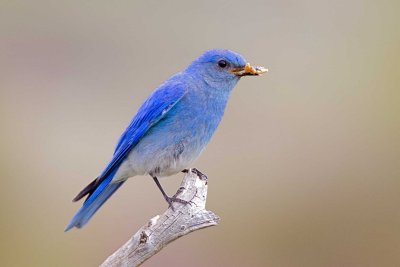 Mountain Bluebird, male