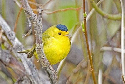 Wilson's Warbler