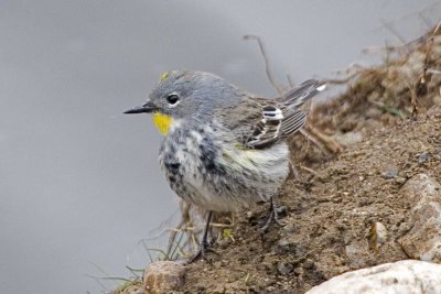 Yellow-rumped Warbler