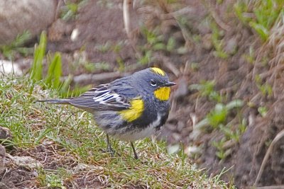 Yellow-rumped Warbler