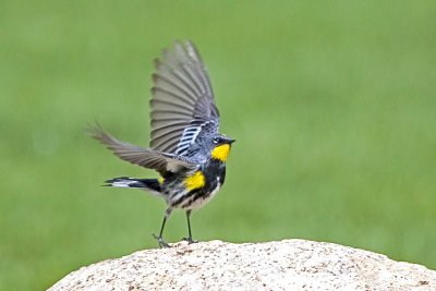 Yellow-rumped Warbler