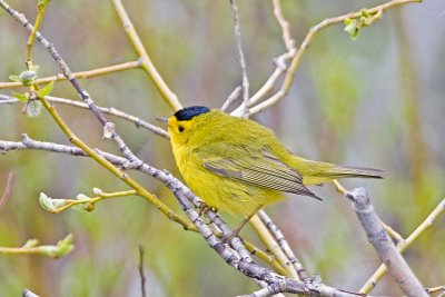 Wilson's Warbler