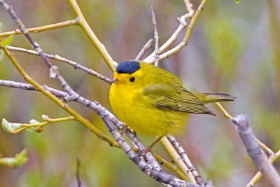 Wilson's Warbler