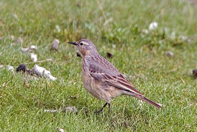 American Pipit