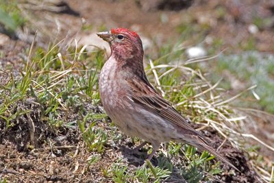 Cassin's Finch