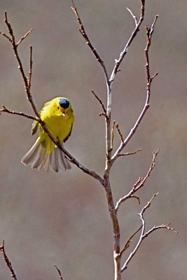 Wilson's Warbler