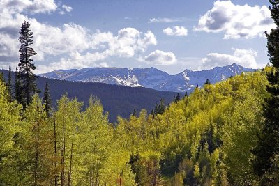 Aspens leafing out