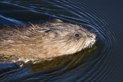 Muskrat