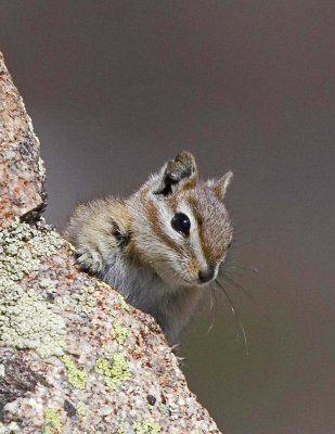 Chipmunk