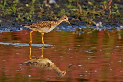 Greater Yellowlegs and red reflection from knotweeds