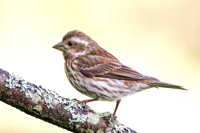 Purple Finch, female