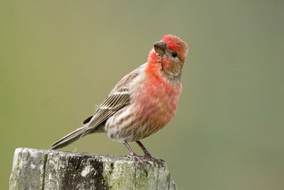 House Finch, male