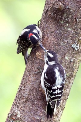 Downy Woodpeckers