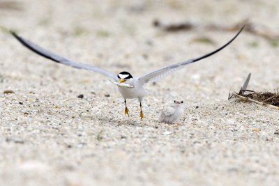 Least Terns