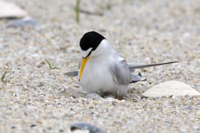 Least Tern with eggs