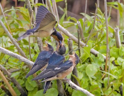 Young birds