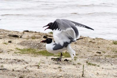 Laughing Gulls
