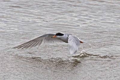 Forster's (???) Tern