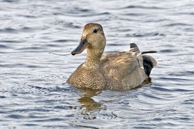 Gadwall, male