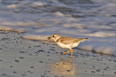 Cape May Birds, June 2007