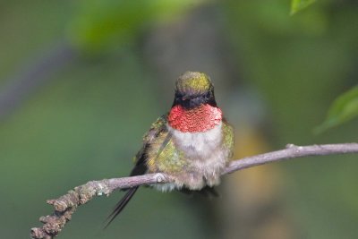 Ruby-throated Hummingbird, male