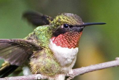 Ruby-throated Hummingbird, male (detail)