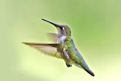 Ruby-throated Hummingbird, female