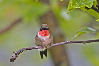 Ruby-throated Hummingbird, male